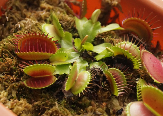 「食虫植物（ハエトリソウ・モウセンゴケ・ウツボカズラ）」テキトー栽培記