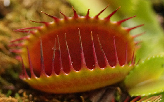 「食虫植物（ハエトリソウ・モウセンゴケ・ウツボカズラ）」テキトー栽培記