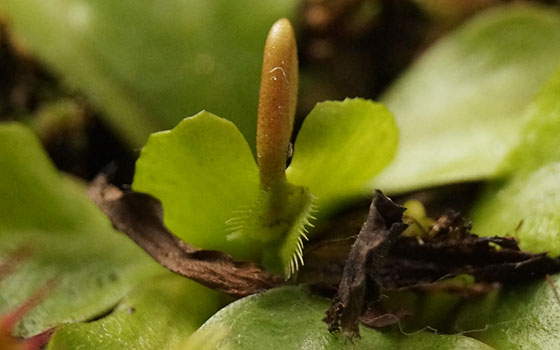 「食虫植物（ハエトリソウ・モウセンゴケ・ウツボカズラ）」テキトー栽培記