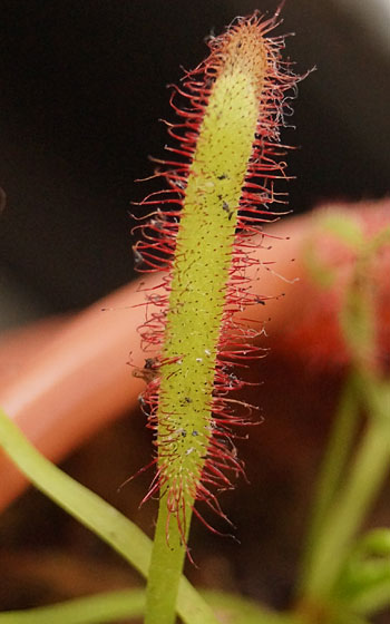 「食虫植物（ハエトリソウ・モウセンゴケ・ウツボカズラ）」テキトー栽培記