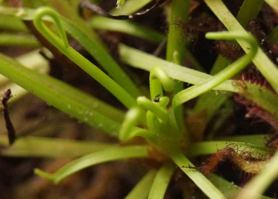 「食虫植物（ハエトリソウ・モウセンゴケ・ウツボカズラ）」テキトー栽培記