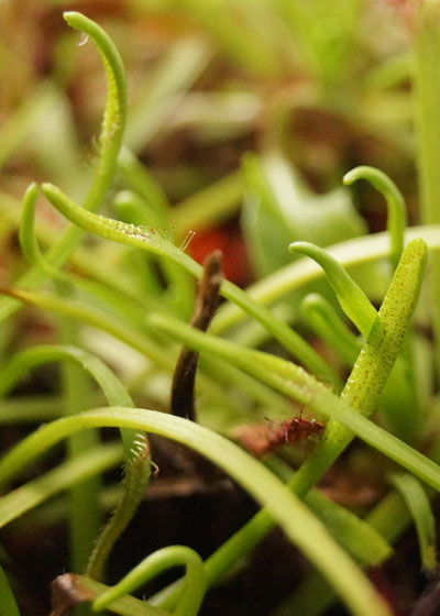 「食虫植物（ハエトリソウ・モウセンゴケ・ウツボカズラ）」テキトー栽培記