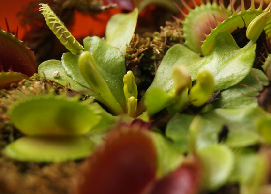 「食虫植物（ハエトリソウ・モウセンゴケ・ウツボカズラ）」テキトー栽培記