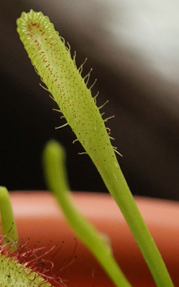 「食虫植物（ハエトリソウ・モウセンゴケ・ウツボカズラ）」テキトー栽培記