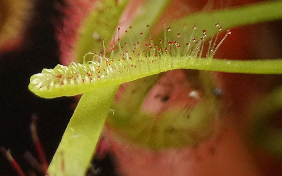 「食虫植物（ハエトリソウ・モウセンゴケ・ウツボカズラ）」テキトー栽培記