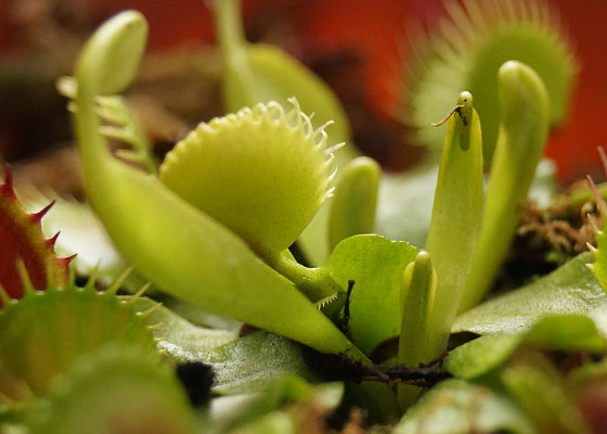 「食虫植物（ハエトリソウ・モウセンゴケ・ウツボカズラ）」テキトー栽培記