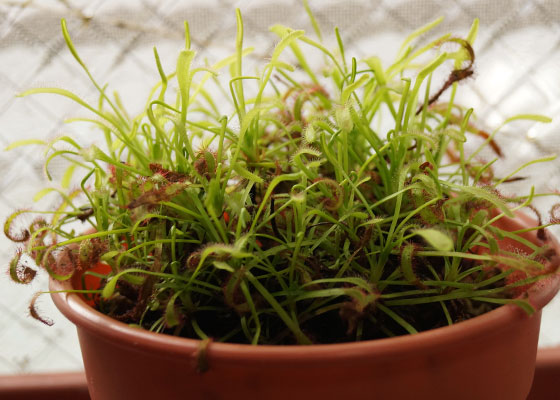 「食虫植物（ハエトリソウ・モウセンゴケ・ウツボカズラ）」テキトー栽培記