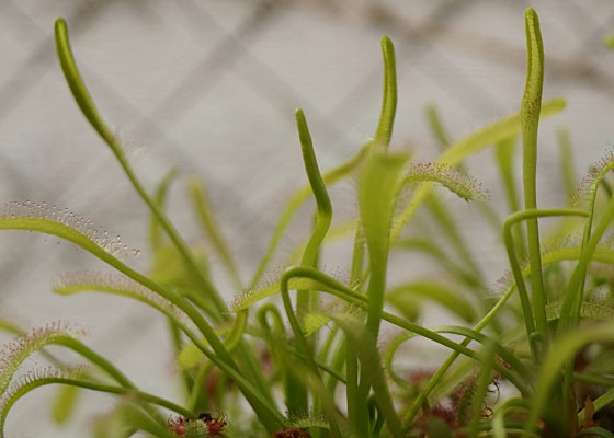 「食虫植物（ハエトリソウ・モウセンゴケ・ウツボカズラ）」テキトー栽培記