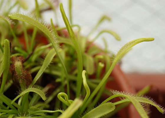 「食虫植物（ハエトリソウ・モウセンゴケ・ウツボカズラ）」テキトー栽培記