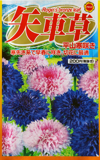 「ヤグルマギク（矢車菊・矢車草・セントーレア）」テキトー栽培記