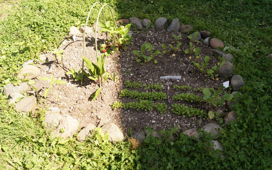 「ルッコラ(ロケット)」テキトー栽培記