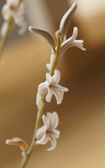 「多肉植物（カシミアバイオレット・寿・シンビフォルミス・紅葉祭り・子宝草・その他）」テキトー栽培記