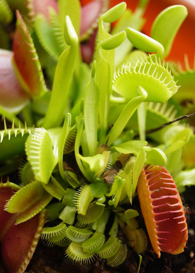 「食虫植物（ハエトリソウ・モウセンゴケ）」テキトー栽培記