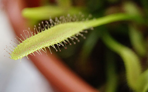 「食虫植物（ハエトリソウ・モウセンゴケ）」テキトー栽培記