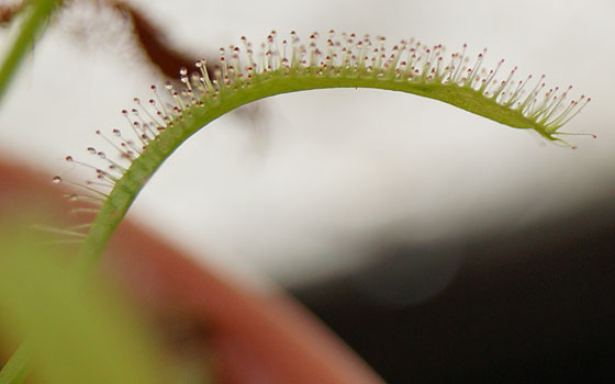 「食虫植物（ハエトリソウ・モウセンゴケ）」テキトー栽培記