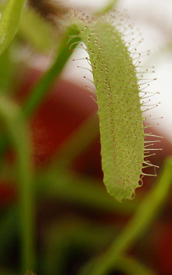 「食虫植物（ハエトリソウ・モウセンゴケ）」テキトー栽培記