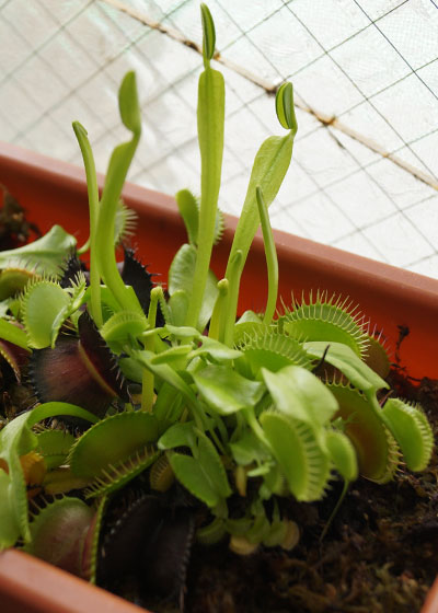 「食虫植物（ハエトリソウ・モウセンゴケ・ウツボカズラ・サラセニア・ムシトリスミレ・ミミカキグサ）」テキトー栽培記