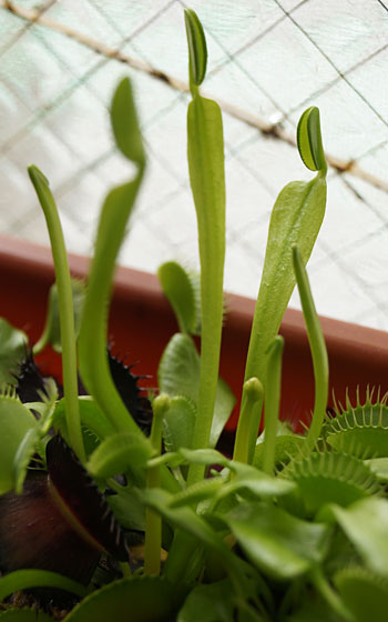 「食虫植物（ハエトリソウ・モウセンゴケ）」テキトー栽培記