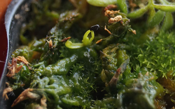 「食虫植物（ハエトリソウ・モウセンゴケ）」テキトー栽培記