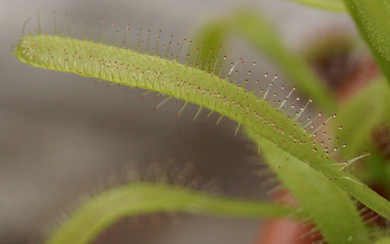 「食虫植物（ハエトリソウ・モウセンゴケ）」テキトー栽培記