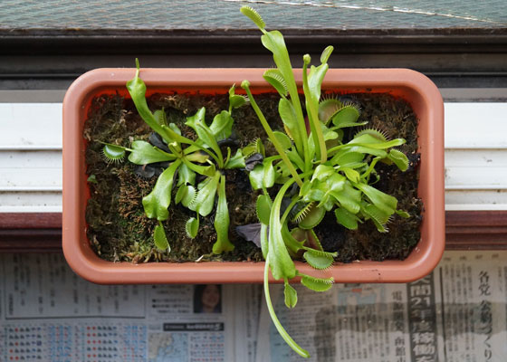 「食虫植物（ハエトリソウ・モウセンゴケ・ムシトリスミレ・サラセニア・ミミカキグサ）」テキトー栽培記