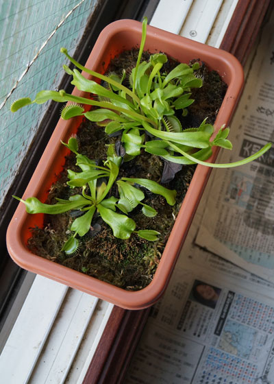 「食虫植物（ハエトリソウ・モウセンゴケ・ムシトリスミレ・サラセニア・ミミカキグサ）」テキトー栽培記