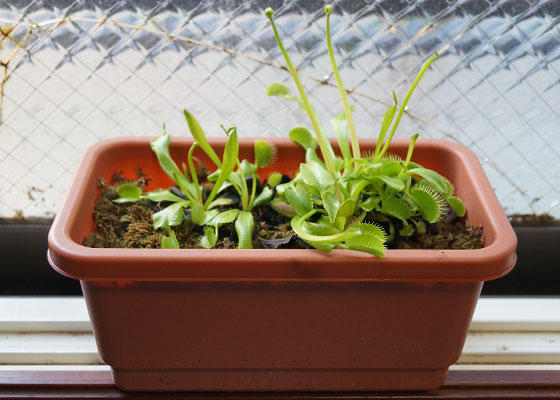 「食虫植物（ハエトリソウ・モウセンゴケ・ムシトリスミレ・サラセニア・ミミカキグサ）」テキトー栽培記