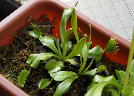 「食虫植物（ハエトリソウ・モウセンゴケ・ウツボカズラ・サラセニア・ムシトリスミレ・ミミカキグサ）」テキトー栽培記