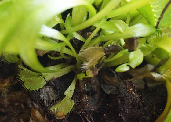 「食虫植物（ハエトリソウ・モウセンゴケ・ムシトリスミレ・サラセニア・ミミカキグサ）」テキトー栽培記