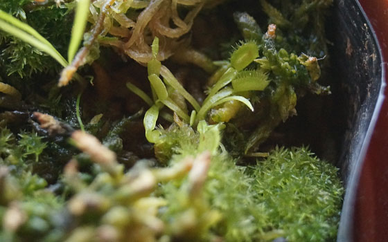 「食虫植物（ハエトリソウ・モウセンゴケ・ウツボカズラ・サラセニア・ムシトリスミレ・ミミカキグサ）」テキトー栽培記