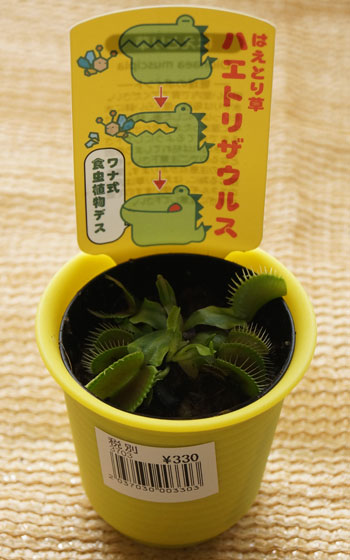 「食虫植物（ハエトリソウ・モウセンゴケ・ムシトリスミレ・サラセニア・ミミカキグサ）」テキトー栽培記