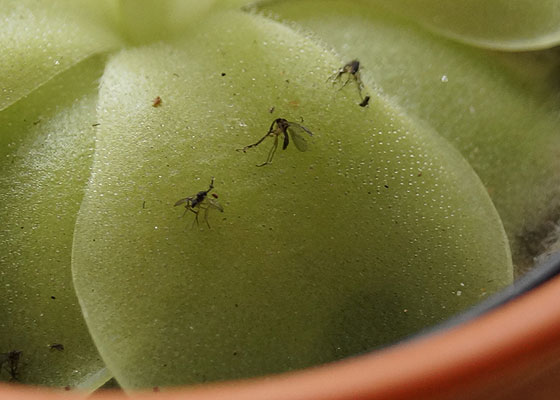 「食虫植物（ハエトリソウ・モウセンゴケ・ムシトリスミレ・サラセニア・ミミカキグサ）」テキトー栽培記