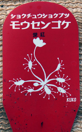 「食虫植物（ハエトリソウ・モウセンゴケ・ムシトリスミレ・サラセニア・ミミカキグサ）」テキトー栽培記