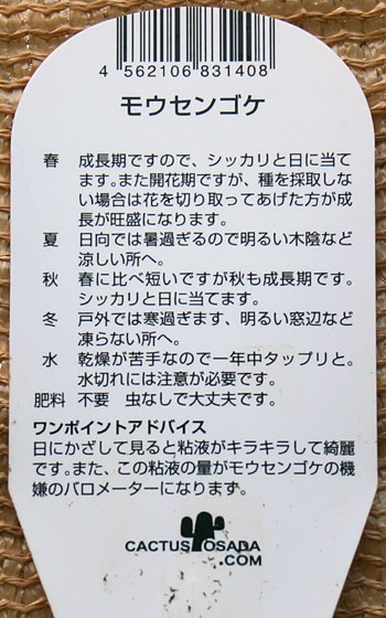 「食虫植物（ハエトリソウ・モウセンゴケ・ムシトリスミレ・サラセニア・ミミカキグサ）」テキトー栽培記