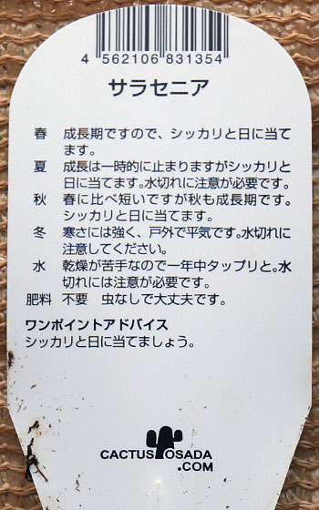 「食虫植物（ハエトリソウ・モウセンゴケ・ムシトリスミレ・サラセニア・ミミカキグサ）」テキトー栽培記