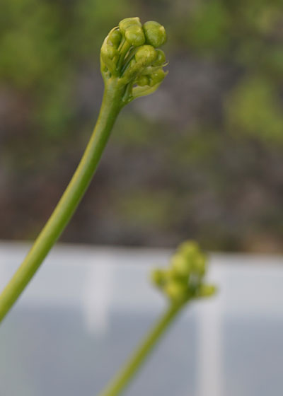 「食虫植物（ハエトリソウ・モウセンゴケ・ムシトリスミレ・サラセニア・ミミカキグサ）」テキトー栽培記