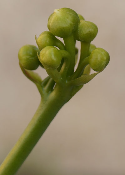 「食虫植物（ハエトリソウ・モウセンゴケ・ムシトリスミレ・サラセニア・ミミカキグサ）」テキトー栽培記