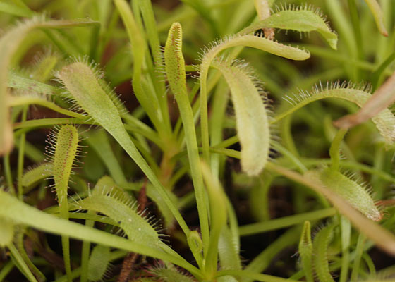 「食虫植物（ハエトリソウ・モウセンゴケ・ウツボカズラ・サラセニア・ムシトリスミレ・ミミカキグサ）」テキトー栽培記