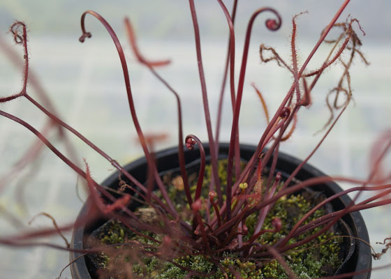 「食虫植物（ハエトリソウ・モウセンゴケ・ウツボカズラ・サラセニア・ムシトリスミレ・ミミカキグサ）」テキトー栽培記