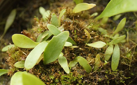 「食虫植物（ハエトリソウ・モウセンゴケ・ムシトリスミレ・サラセニア・ミミカキグサ）」テキトー栽培記