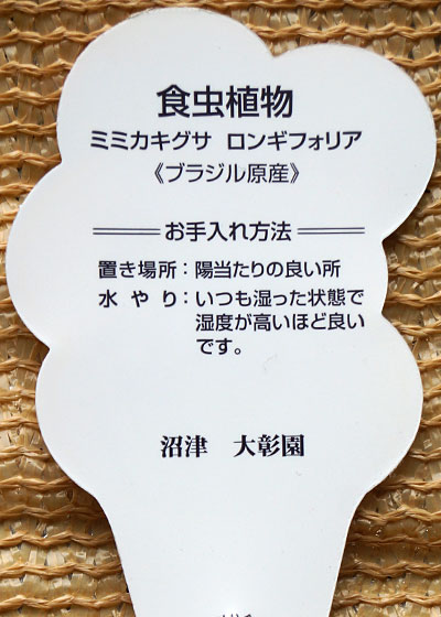 「食虫植物（ハエトリソウ・モウセンゴケ・ムシトリスミレ・サラセニア・ミミカキグサ）」テキトー栽培記