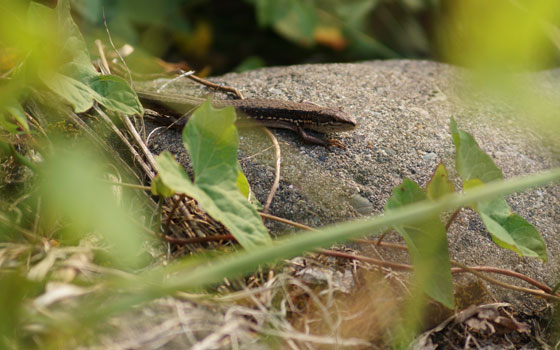 北海道某所で撮影した「カナヘビ（金蛇・蛇舅母・かなちょろ）」の写真2015