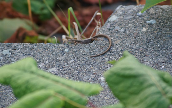 北海道某所で撮影した「カナヘビ（金蛇・蛇舅母・かなちょろ）」の写真2015