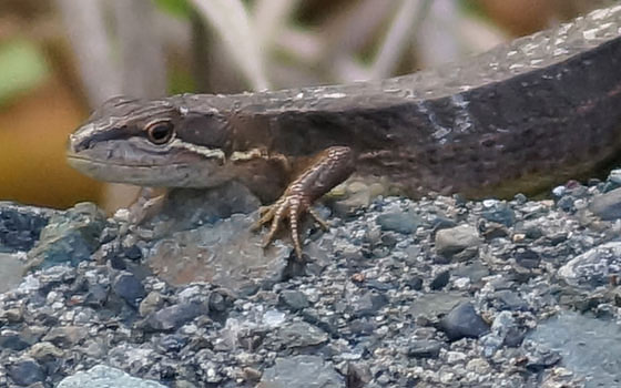 北海道某所で撮影した「カナヘビ（金蛇・蛇舅母・かなちょろ）」の写真2015