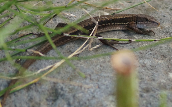 北海道某所で撮影した「カナヘビ（金蛇・蛇舅母・かなちょろ）」の写真2015