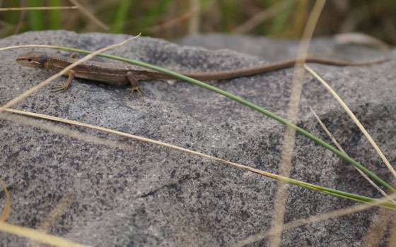 北海道某所で撮影した「カナヘビ（金蛇・蛇舅母・かなちょろ）」の写真2015