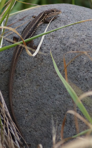 北海道某所で撮影した「カナヘビ（金蛇・蛇舅母・かなちょろ）」の写真2015