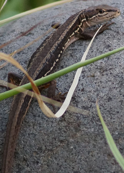 北海道某所で撮影した「カナヘビ（金蛇・蛇舅母・かなちょろ）」の写真2015