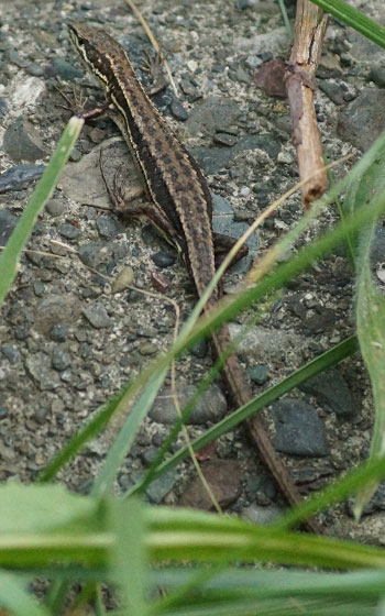 北海道某所で撮影した「カナヘビ（金蛇・蛇舅母・かなちょろ）」の写真2015