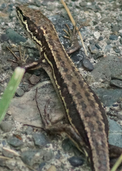 北海道某所で撮影した「カナヘビ（金蛇・蛇舅母・かなちょろ）」の写真2015
